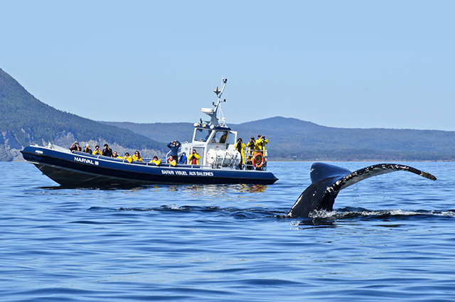 Les Croisières Baie de Gaspé