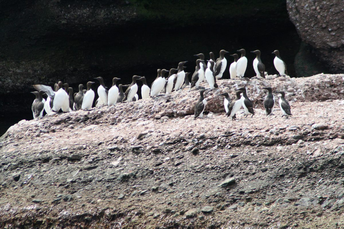 Guillemots marmettes