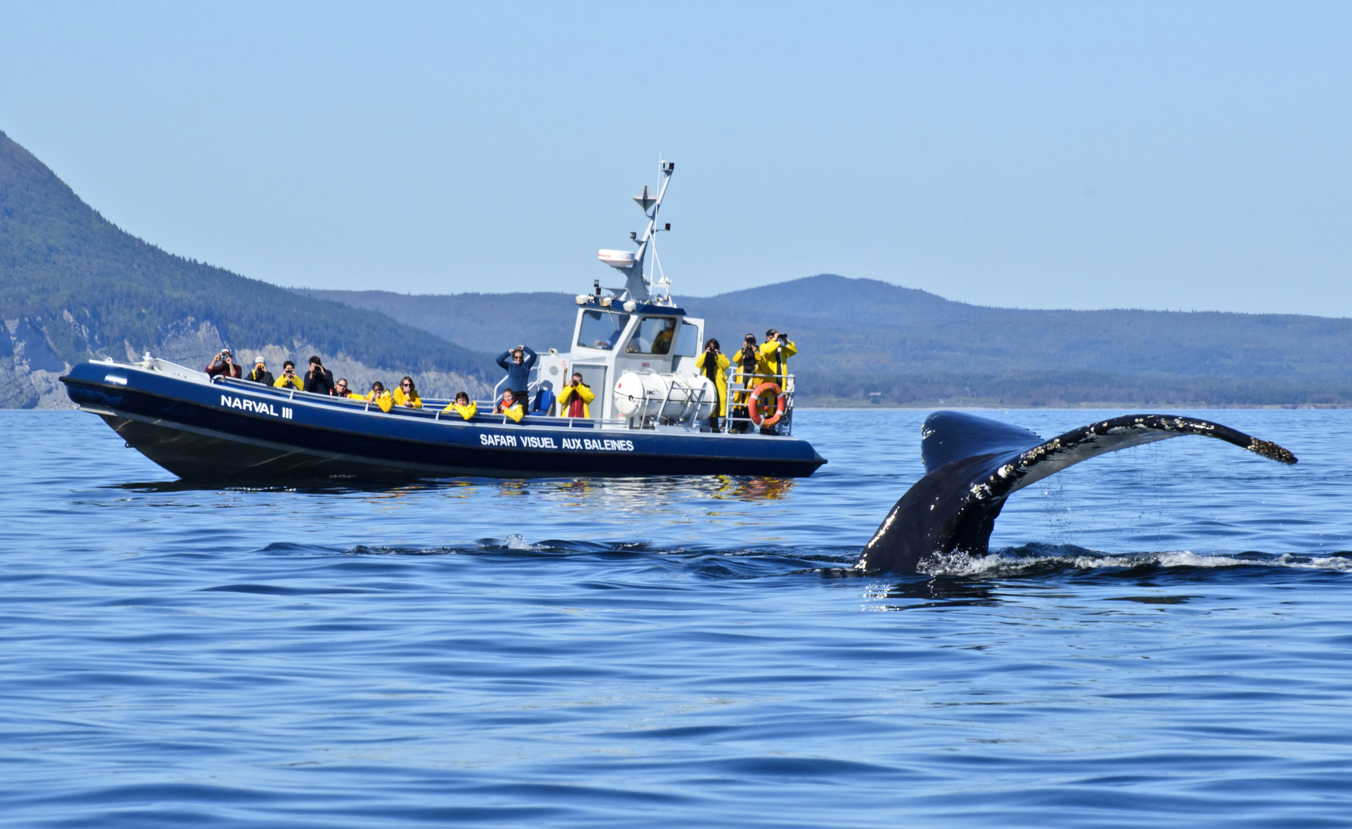 Croisière aux baleines au parc national Forillon