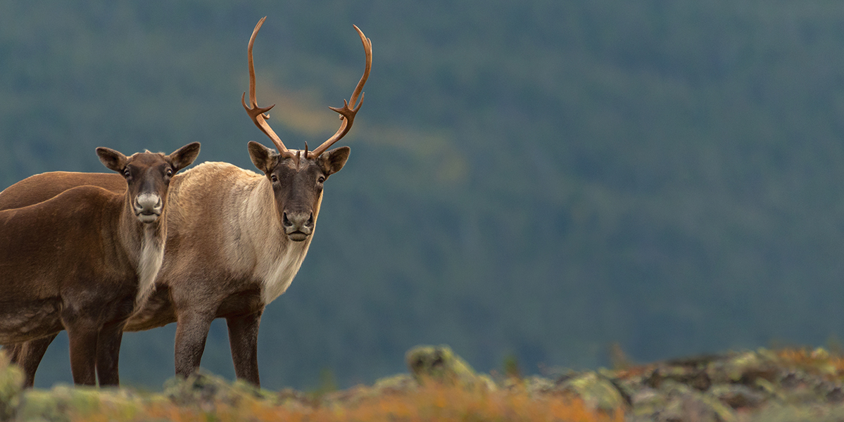 Caribous