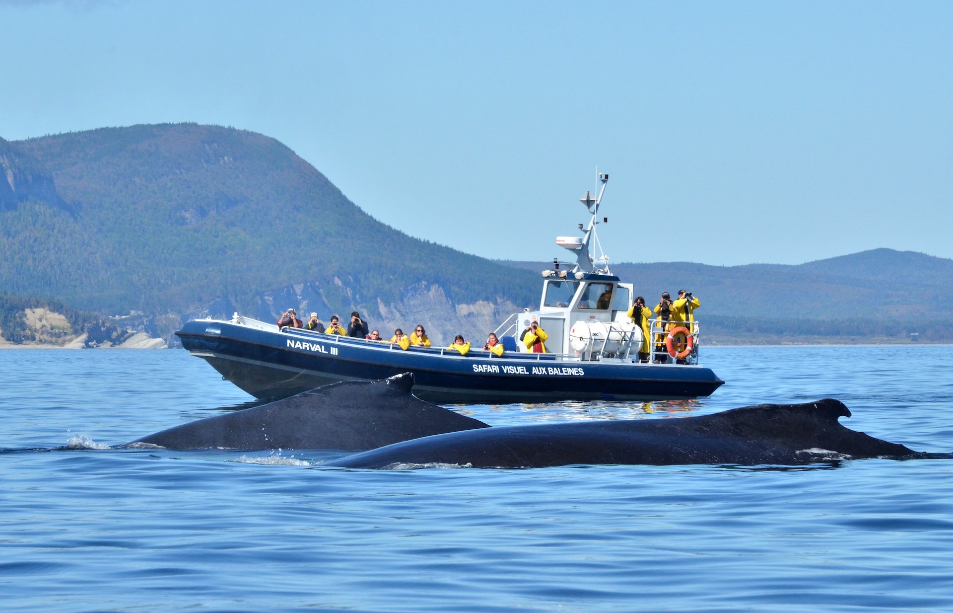 Whale Watching Cruise in Forillon National Park