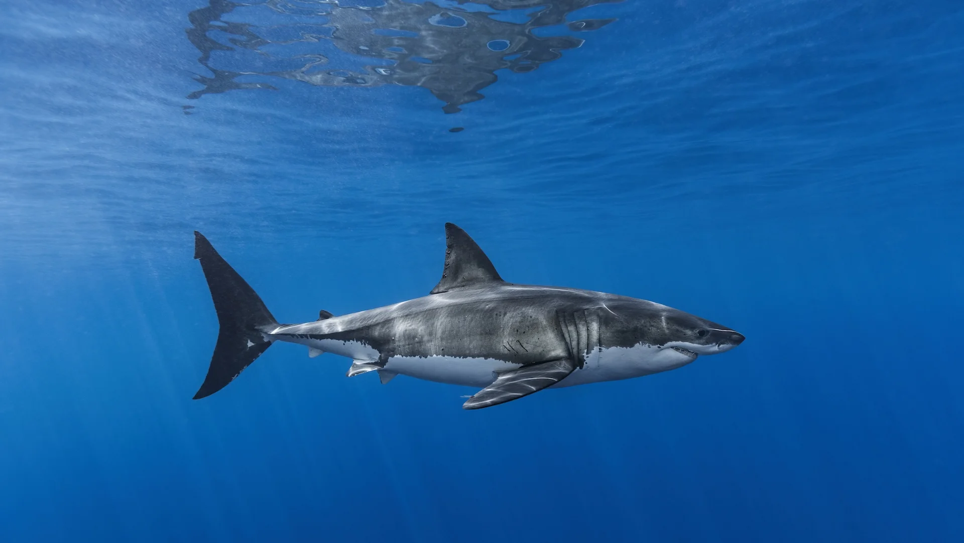 Grand requin blanc