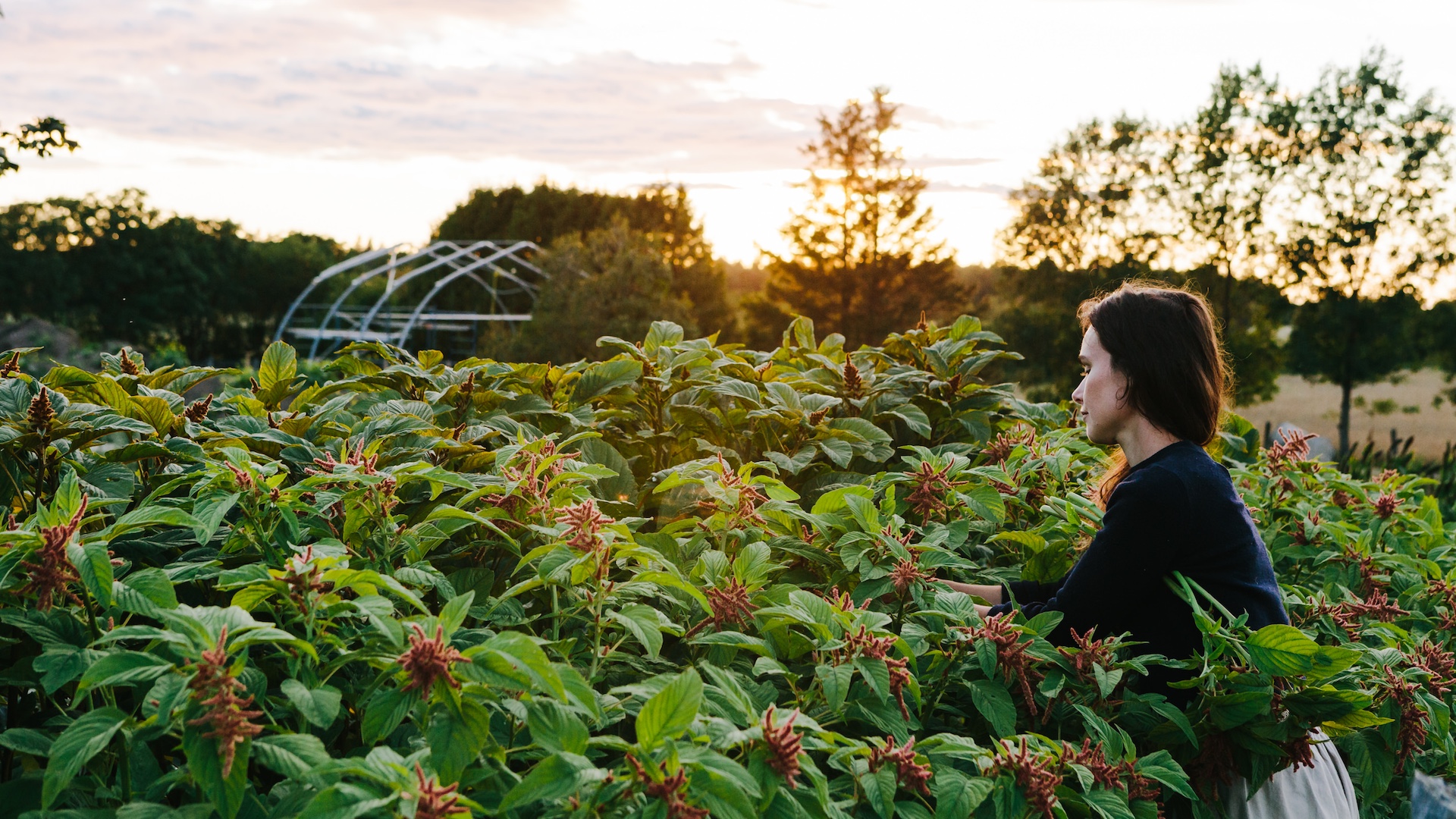 Ora-Maggie Beaulieu-Pelletier, Ferme Pastel
