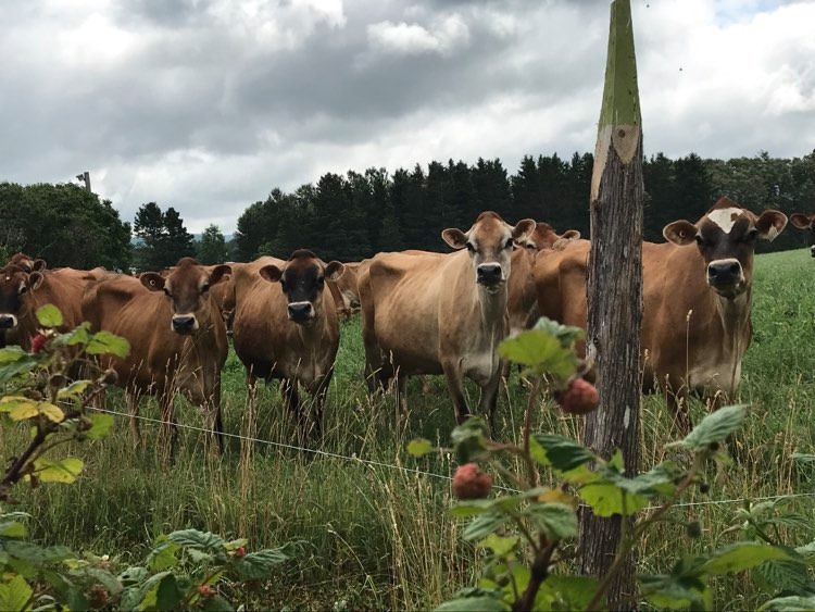 Le Chant des Fromages