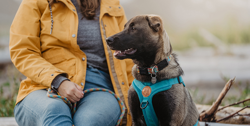 Fille et chien sur la plage