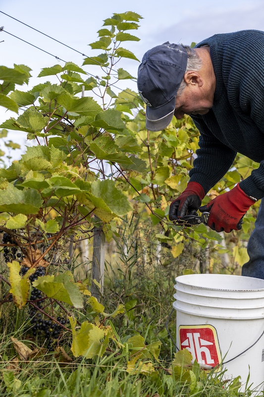Saison des vendanges au Vignoble Carpinteri