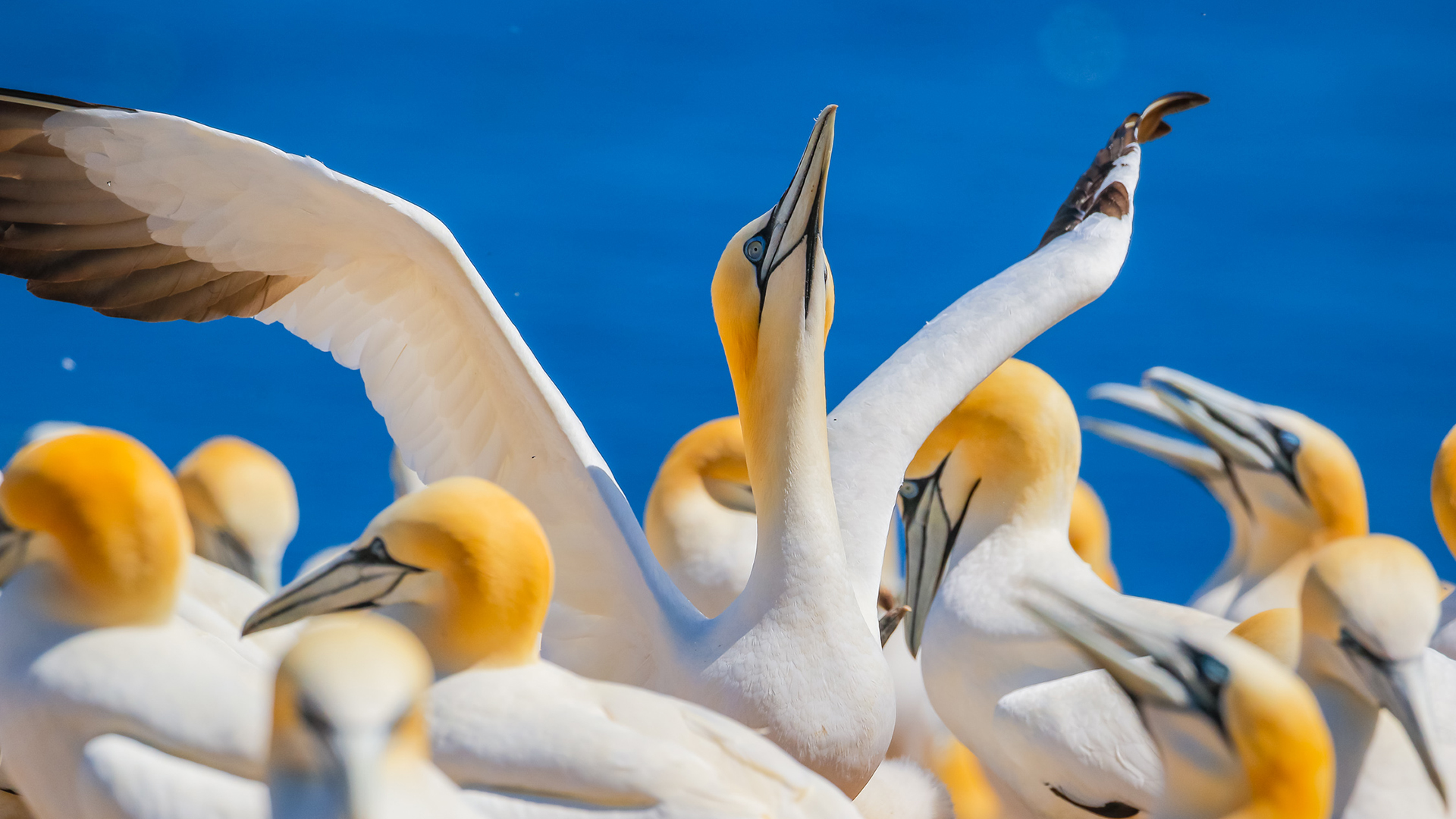 Gannets