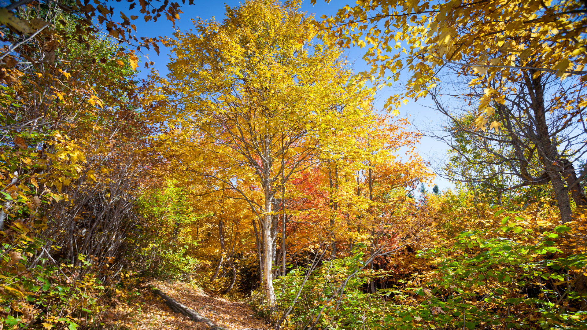 Parc national Forillon