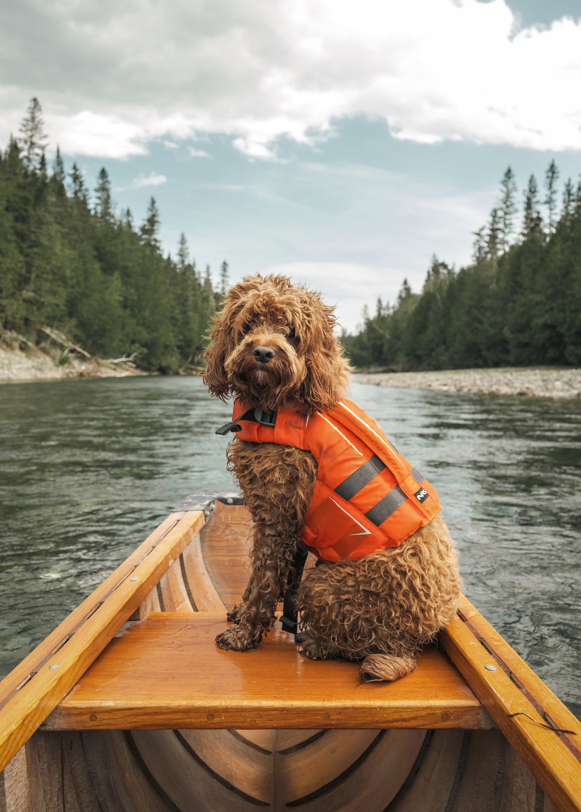 Chien dans un canot dans le cadre d'une activité de pêche au saumon sur la rivière Bonaventure
