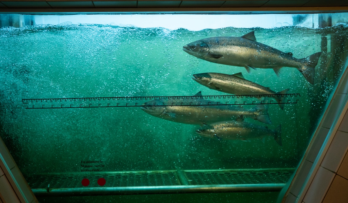 Centre d’observation de la montée du saumon