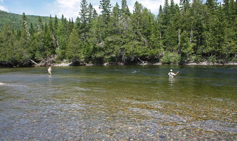 Source Riviere Main La Gaspésie avec un chien