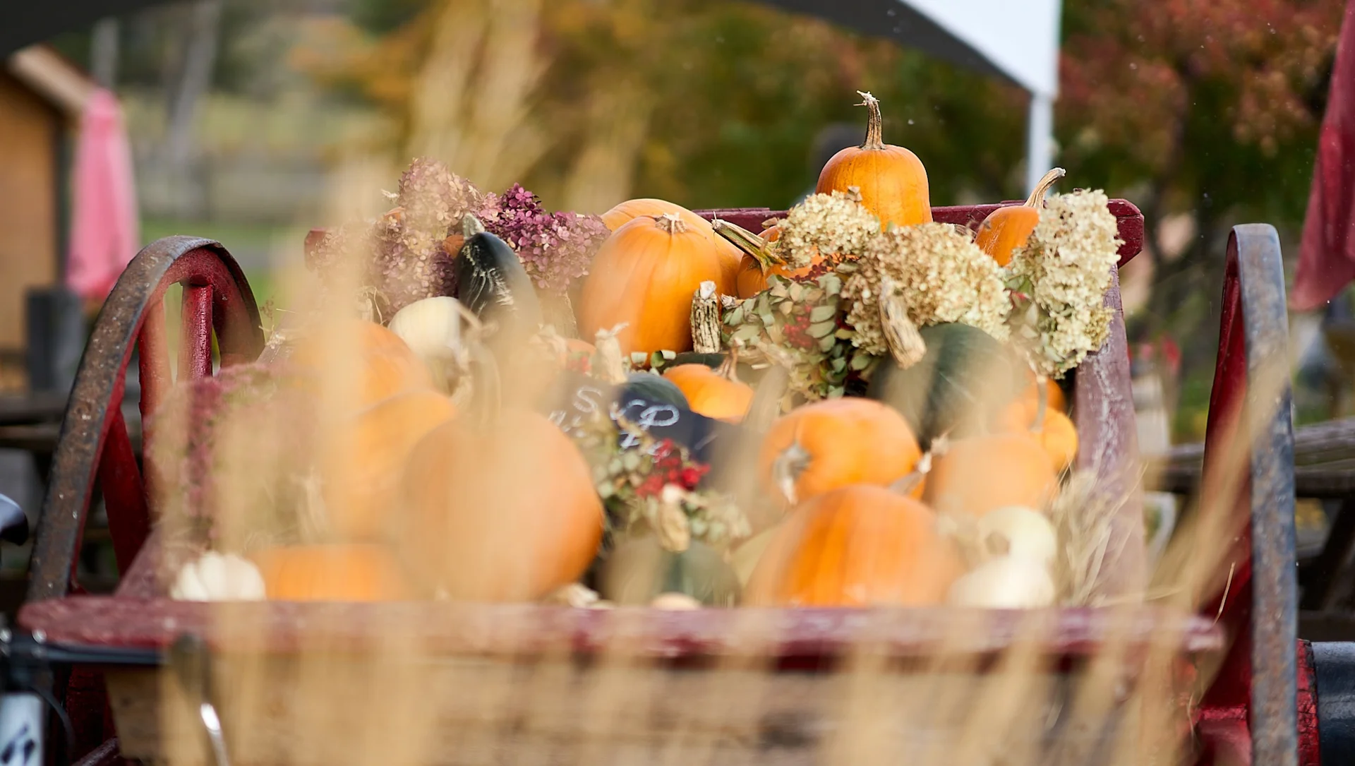 Citrouilles