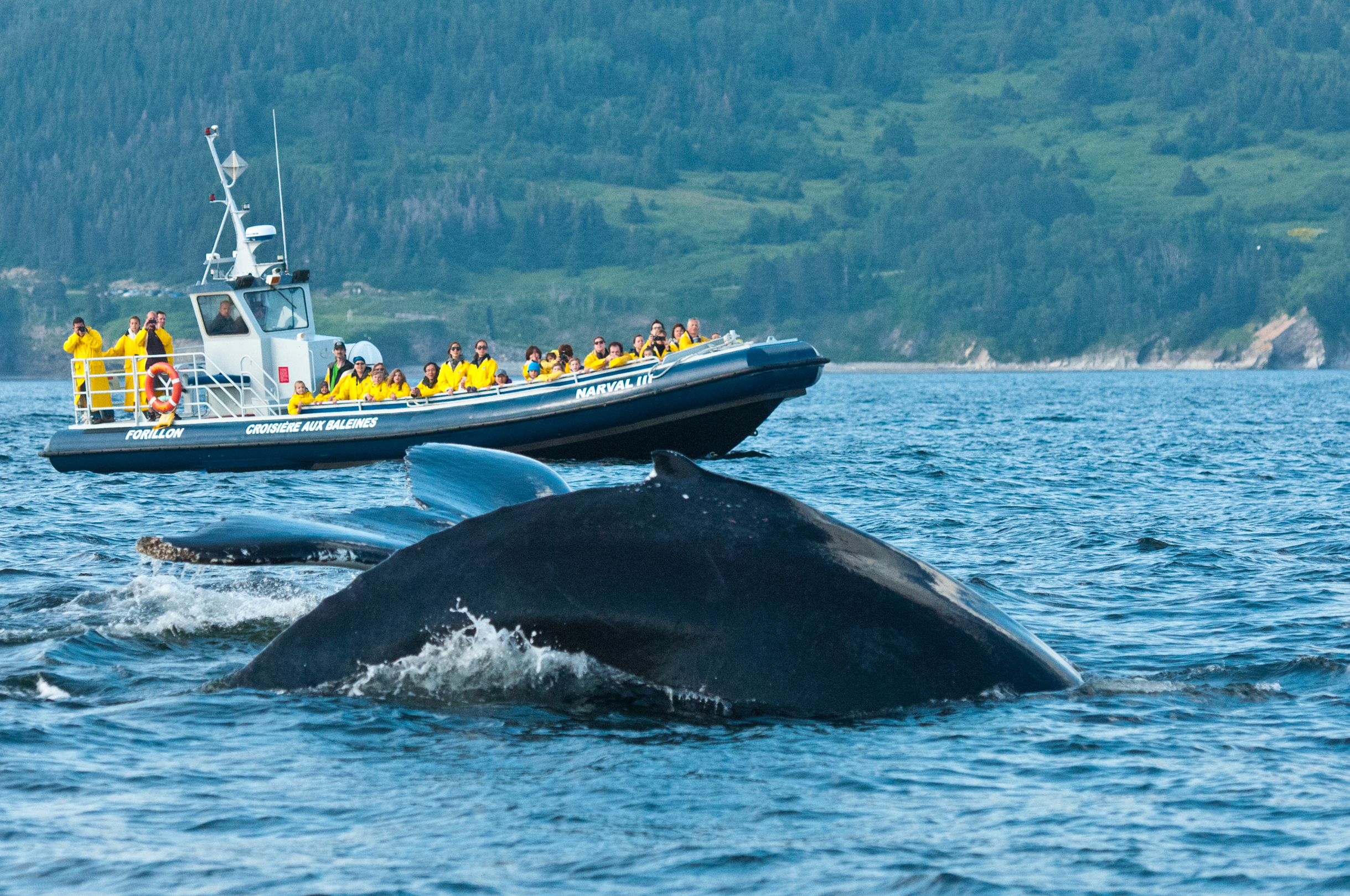 Croisière aux baleines au parc national Forillon