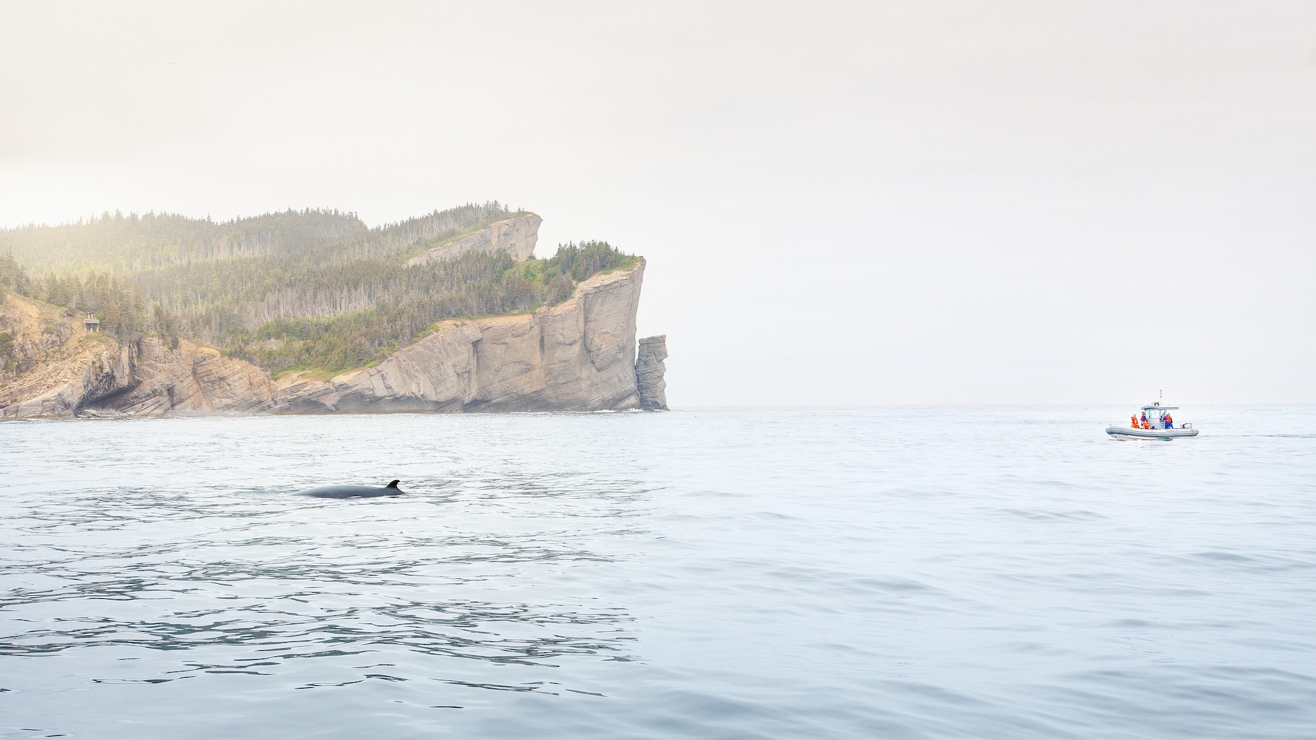 Cap Aventure - Croisières aux baleines