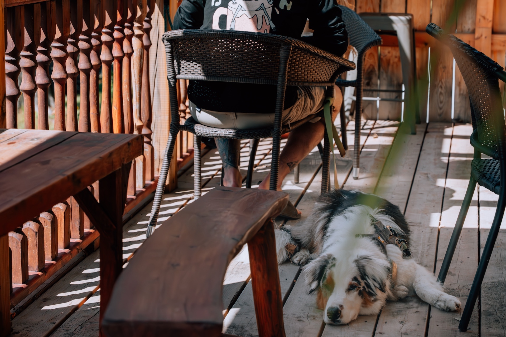 Chien sur une terrasse