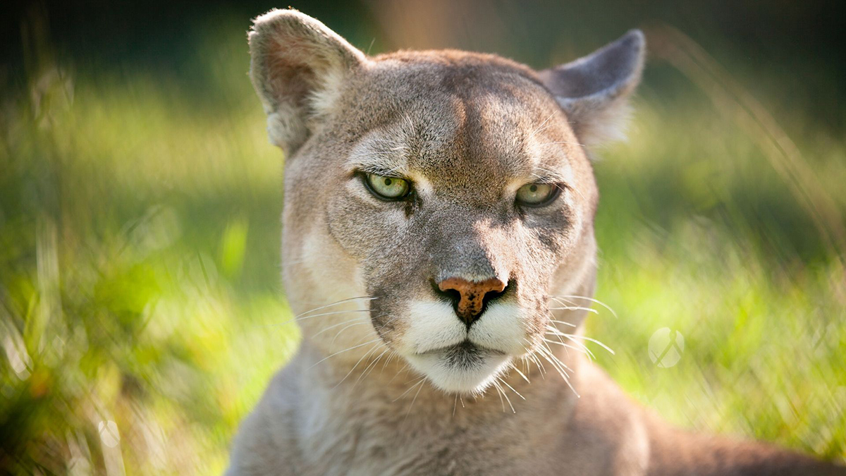 Cougar