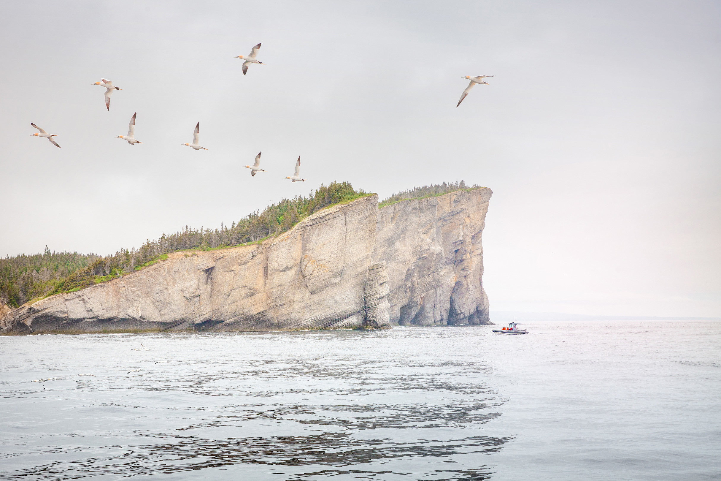 Cap-Bon-Ami, Forillon National Park