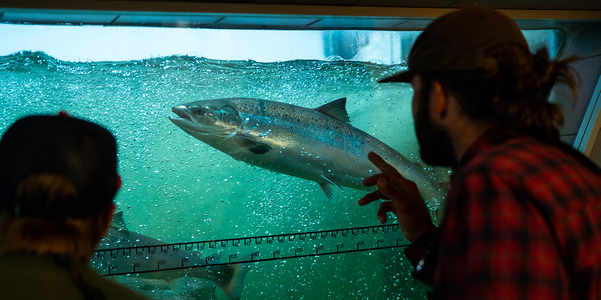 Centre d'observation de la montée du saumon