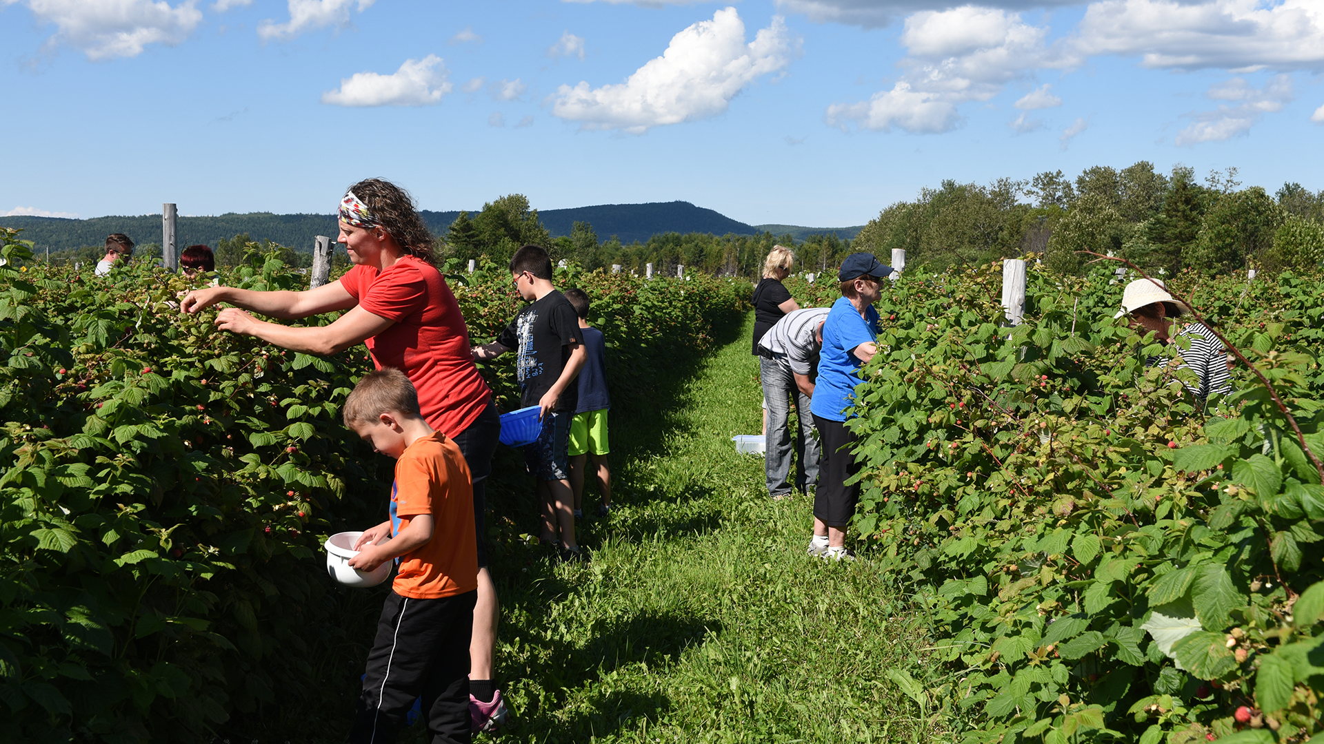 La Vallée de la Framboise - Économusée des liquoristes : framboise