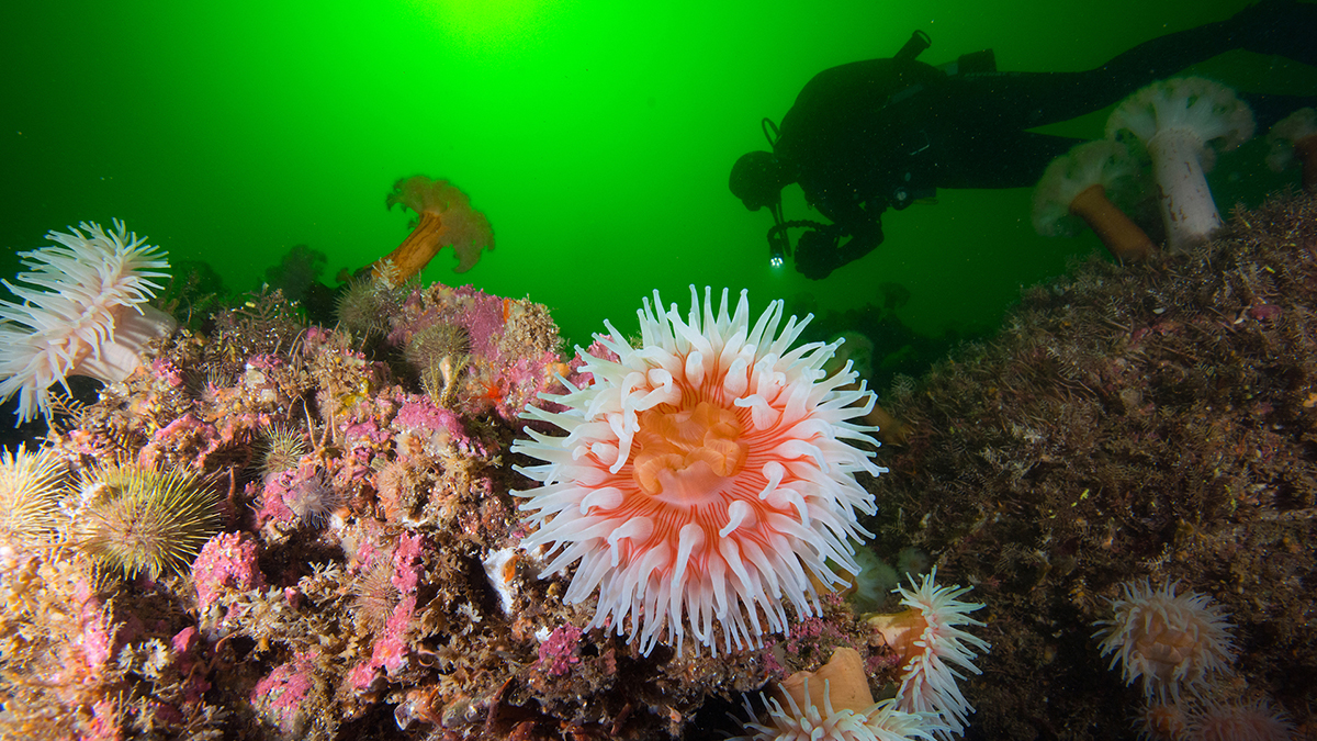 Plongée avec le Club nautique de Percé