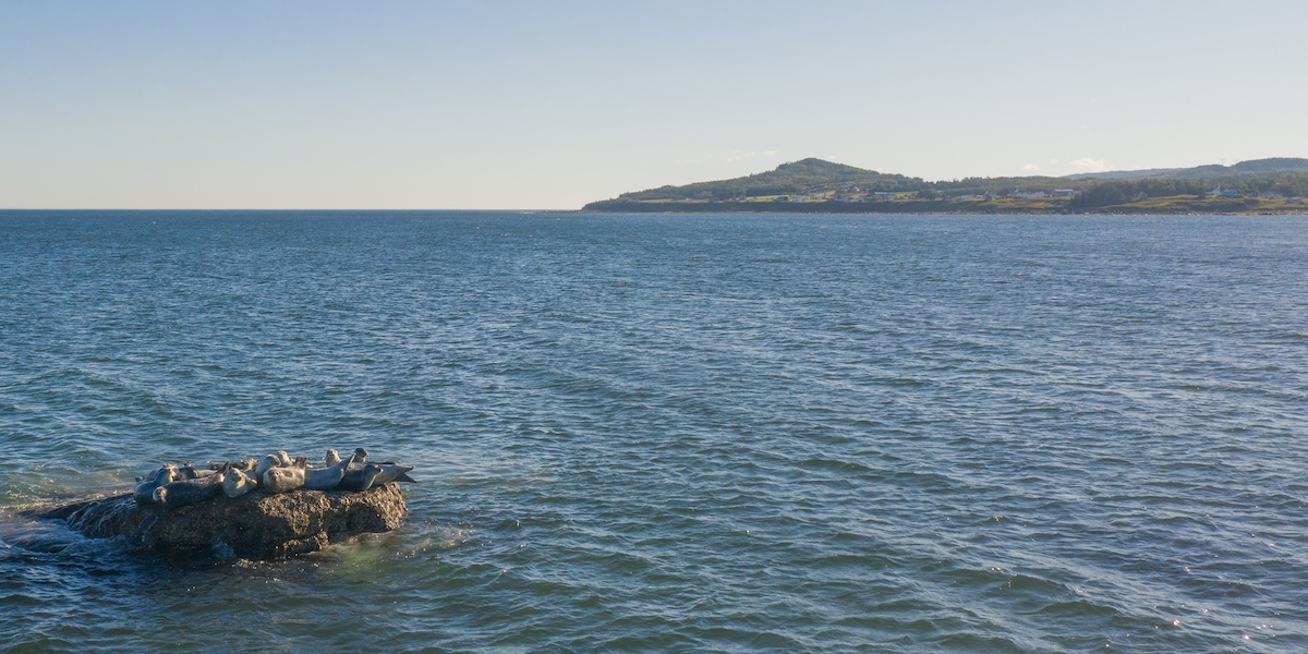 Phoques, Sainte-Félicité