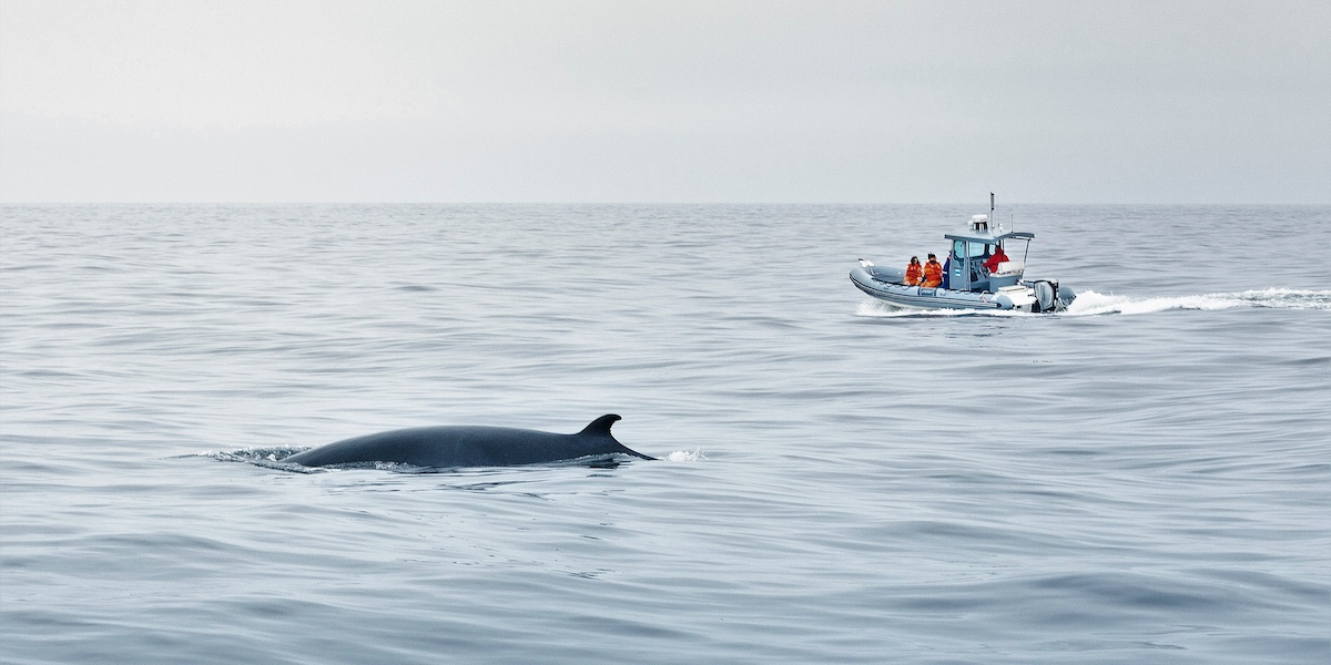 Whale Watching Cruise in Forillon National Park