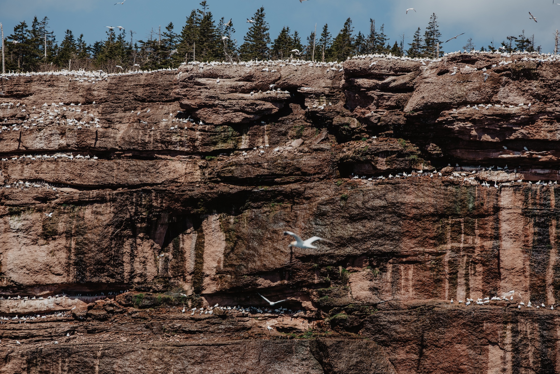 Parc national de l'Île-Bonaventure-et-du-Rocher-Percé