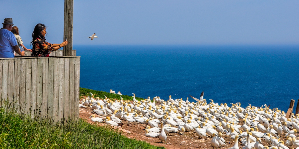 Parc national de l'Île-Bonaventure-et-du-Rocher-Percé