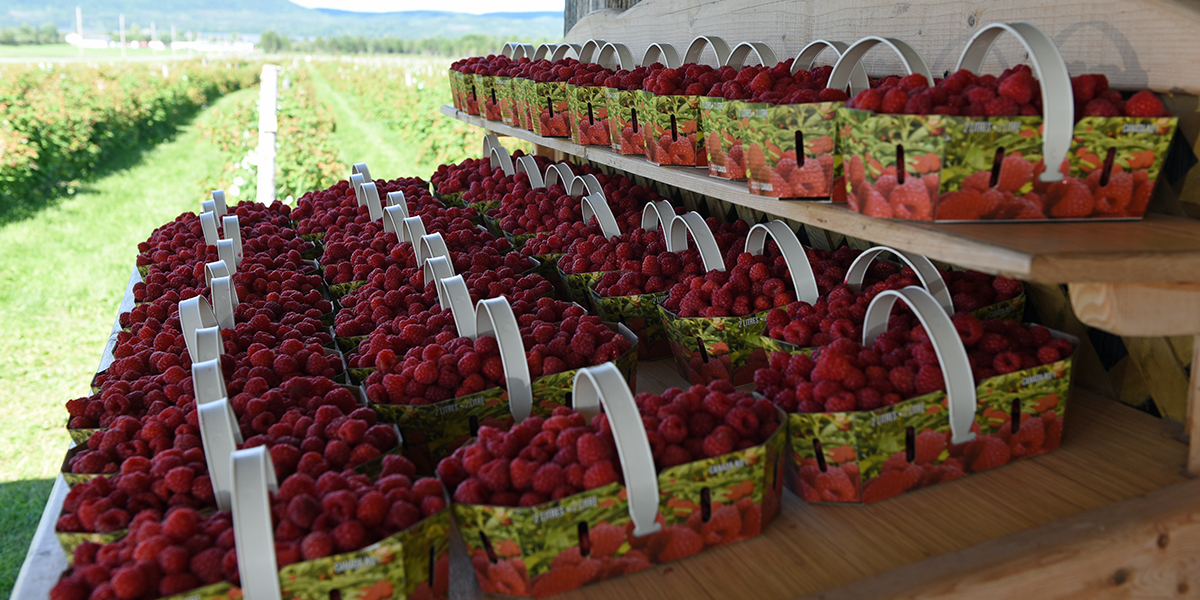 La Vallée de la Framboise Économusée