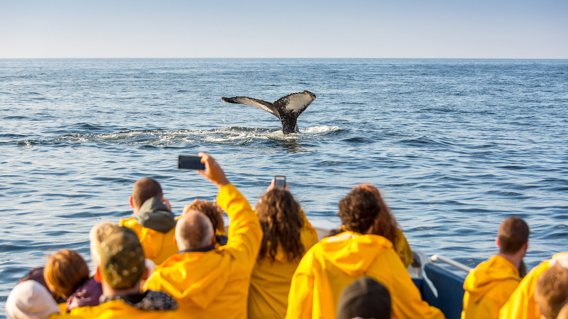 Croisière aux baleines au parc national Forillon