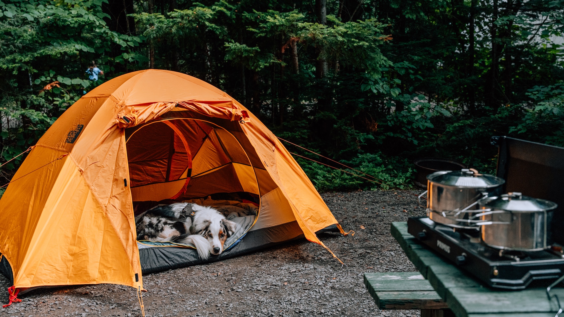 Chien dans une tente de camping