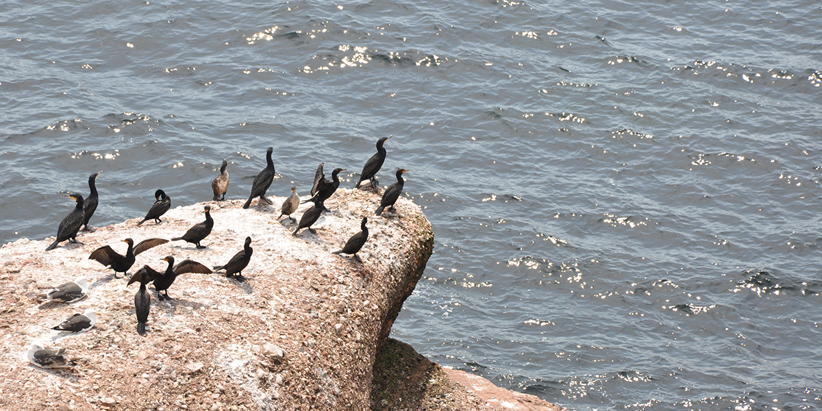 Cormorans