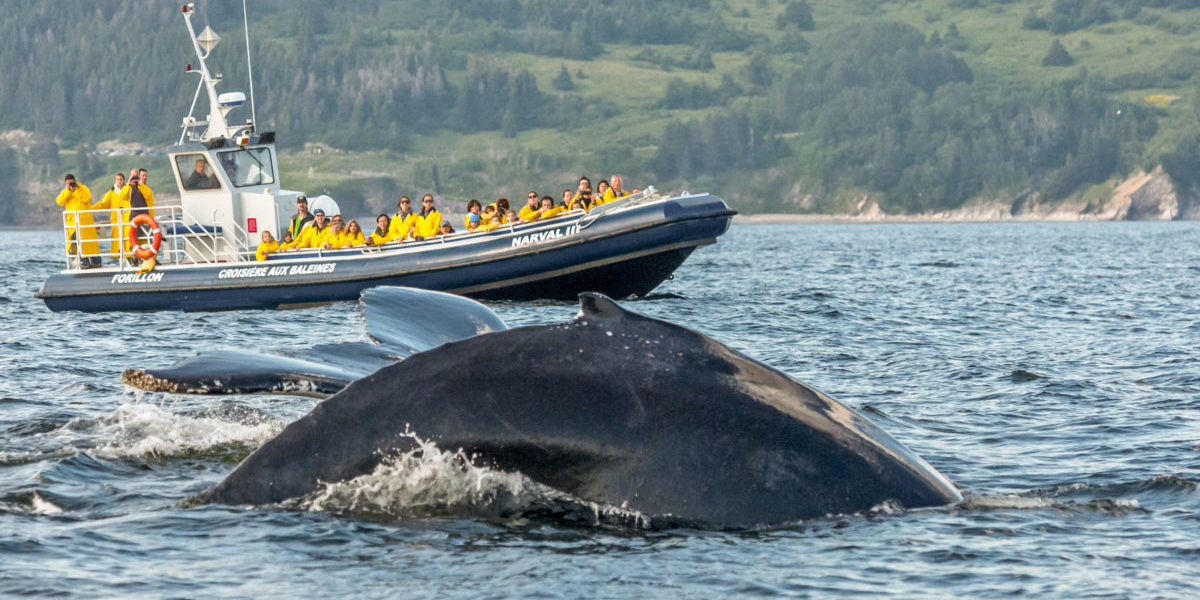 Croisière aux baleines au parc national Forillon