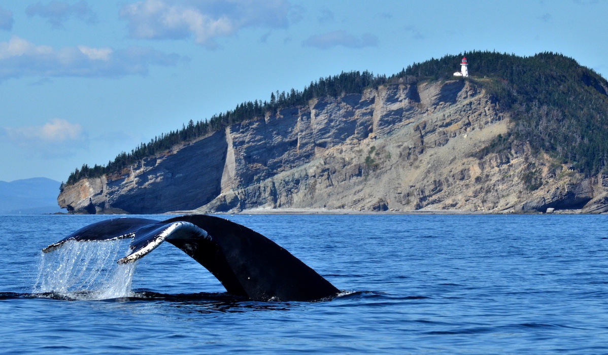 Baleine à Forillon