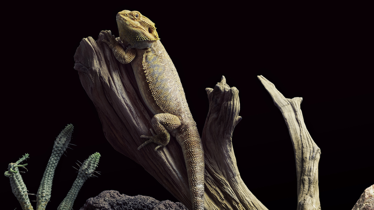 Zoom Nature Desjardins